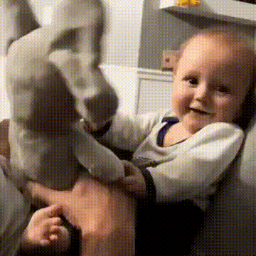 Peek Boo Bear video 1.gif